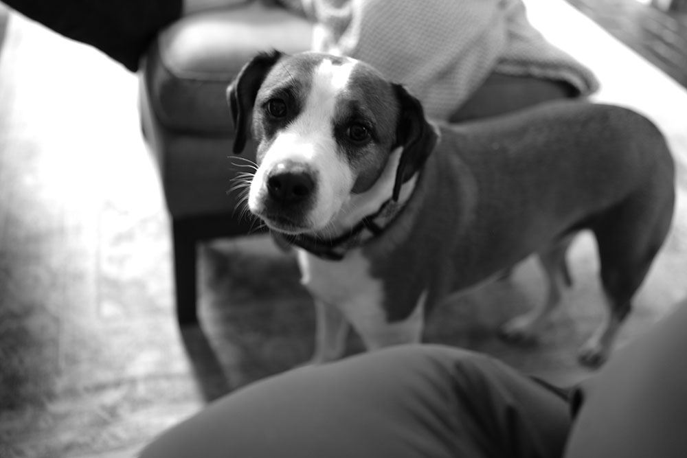 Dog.